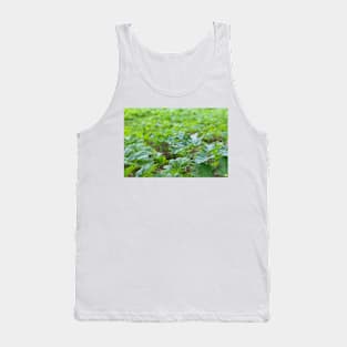 Field of young green giant hoghweed Tank Top